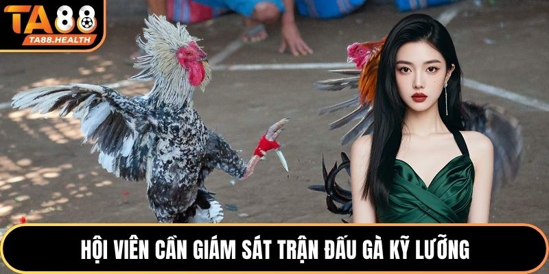 Hội viên cần giám sát trận đấu gà kỹ lưỡng